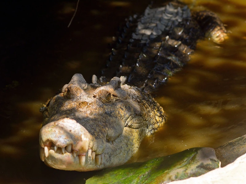 Zoutwaterkrokodil