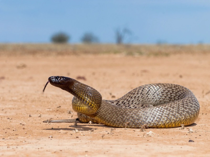 Taipan slang in Australië