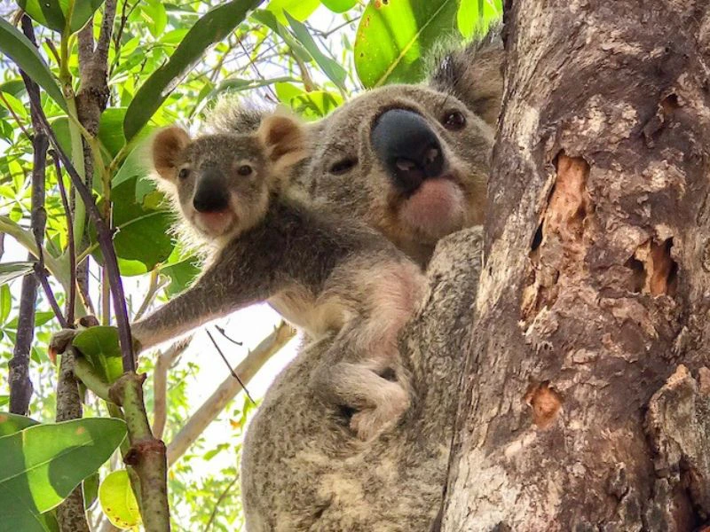 Koala in Australie