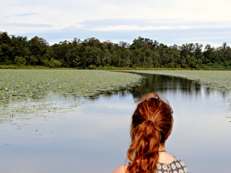 Noosa Everglades billabong