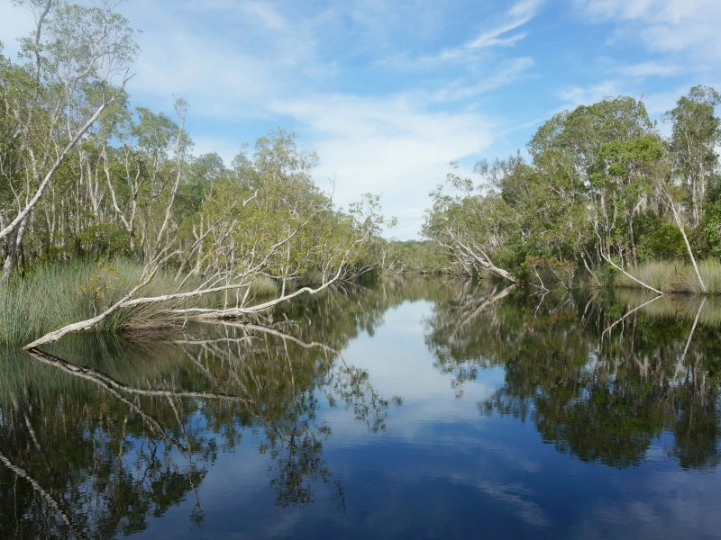 Noosa Everglades billabong