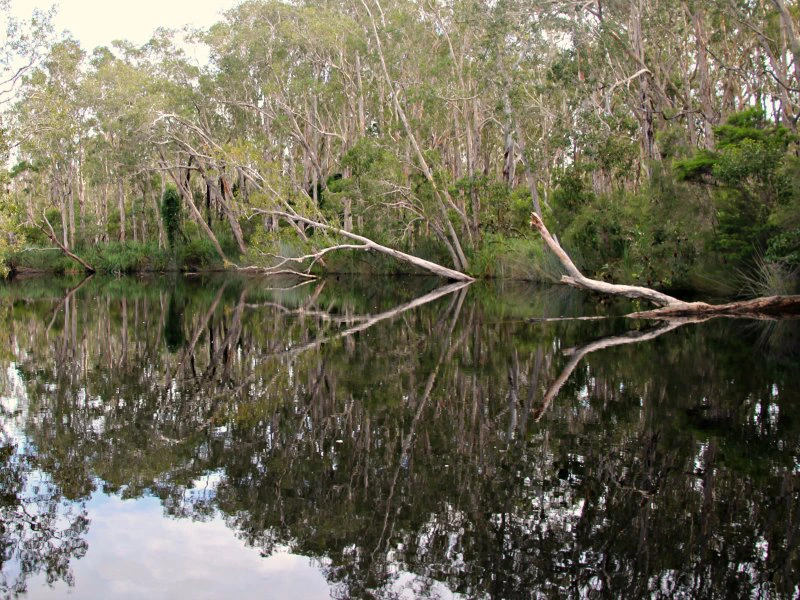 Noosa Everglades billabong