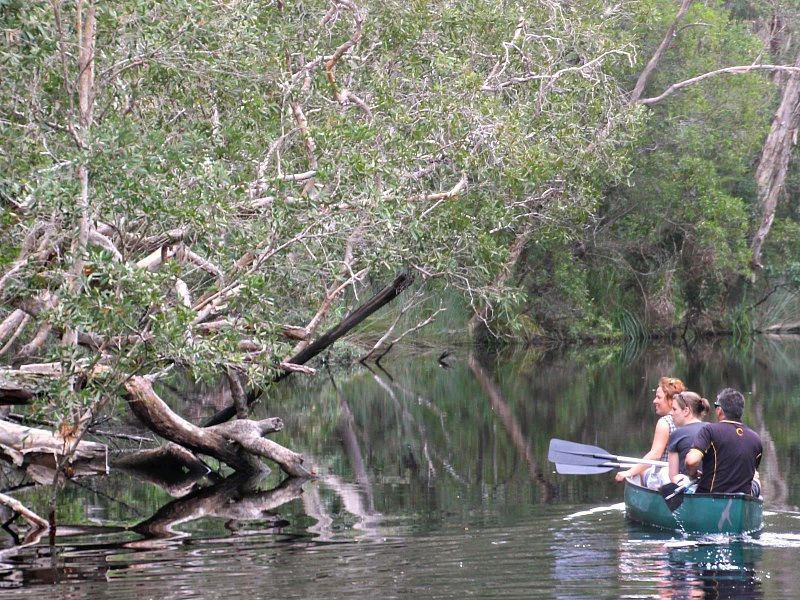 Noosa Everglades billabong