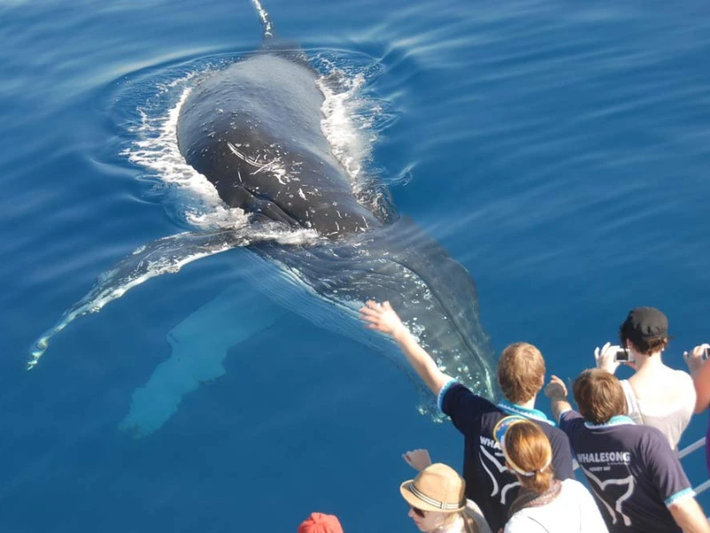 Humpback whales spotten in hervey Bay - Australie