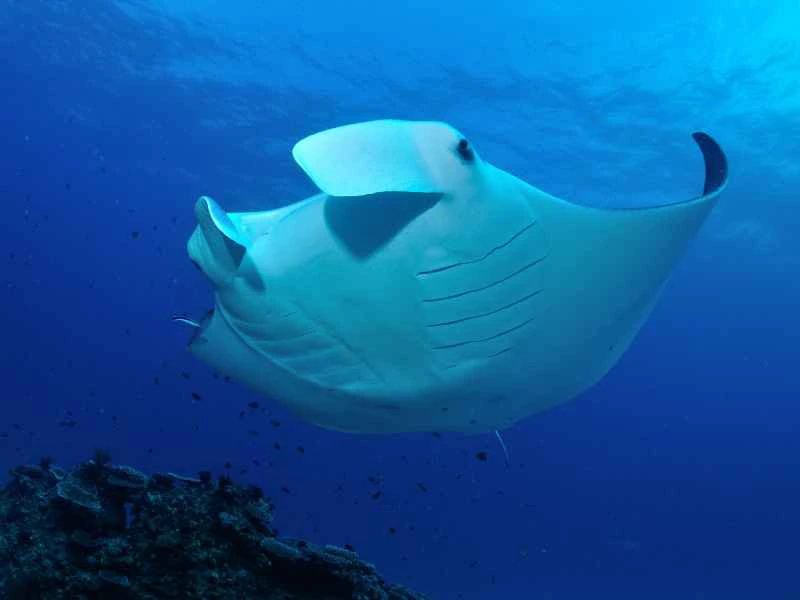 Lady Elliot Island snorkelen