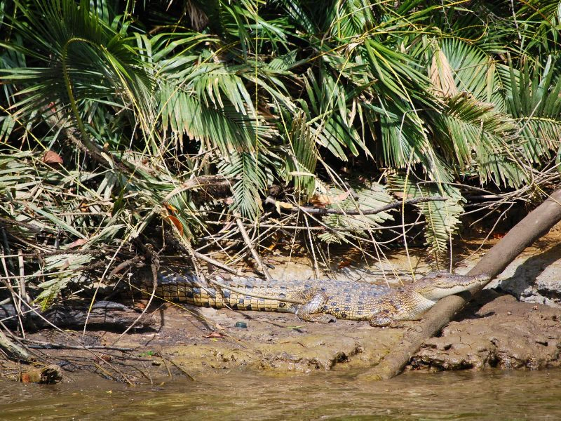 Varen over de Daintree river in Cape Tribulation