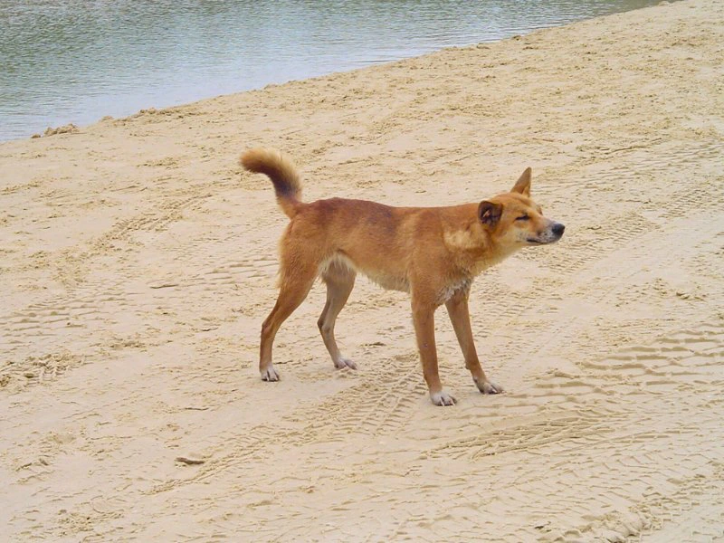 Dingo op het strand - Fraser island