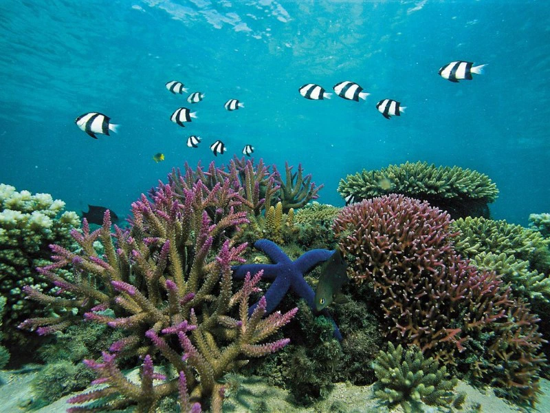 koraal en vissen in het great barrier reef