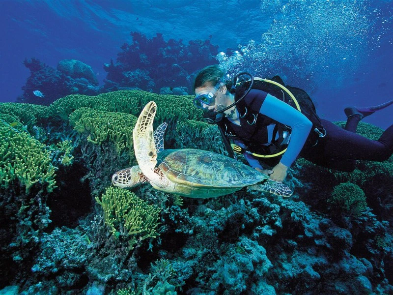 Duiken met schildpadden i het great barrier reef