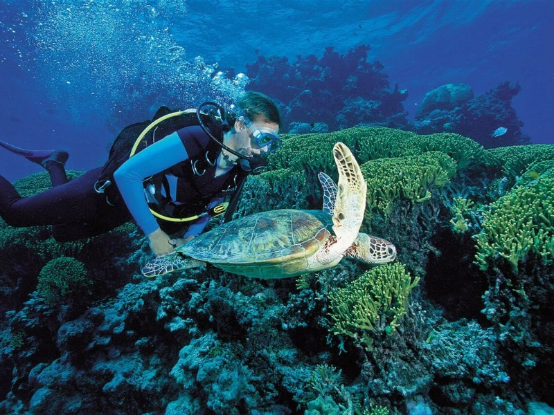 Duiken met schildpadden i het great barrier reef