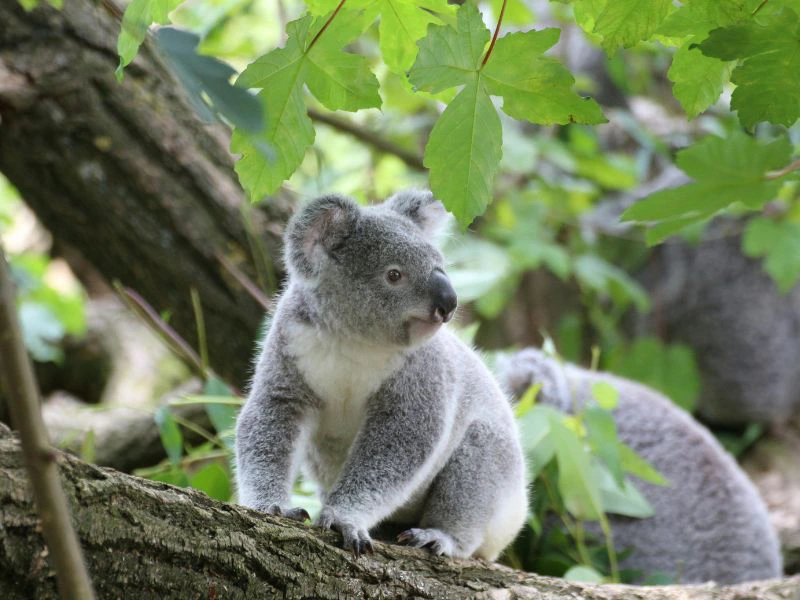 koala in Australie