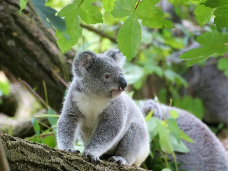 roadtrip door victoria