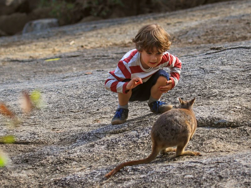Australië wallaby met jongen