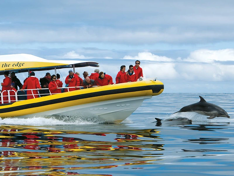 Bruny Island dolfijn