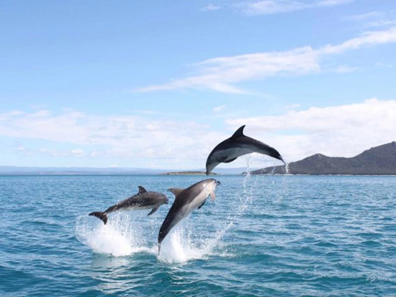 Wineglass Bay dolfijnen
