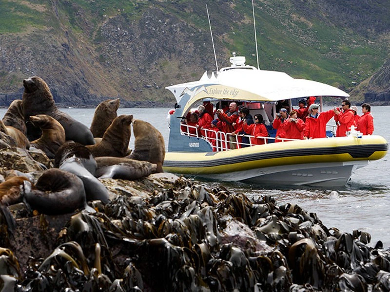 Bruny Island zeeleeuwen