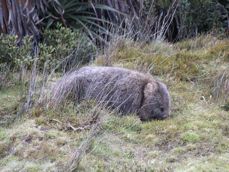 Wombat Cradle Mountains