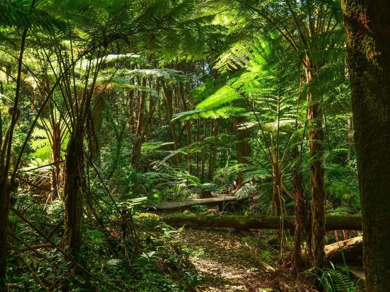 Tarkine regenwoud van Tasmanië