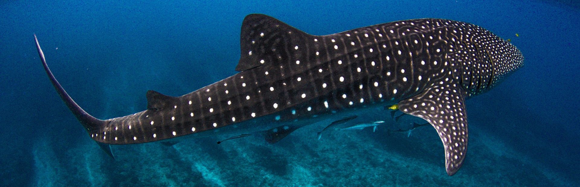 walvishaai australië