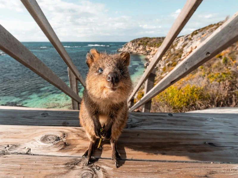 quokka op rottnest island