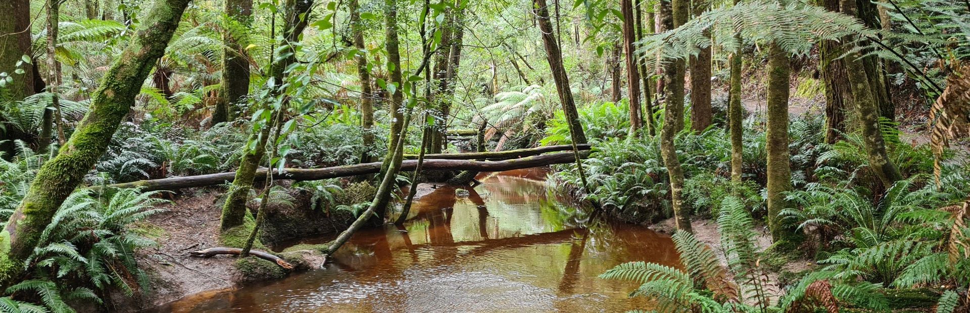 regenwoud in Tasmanië