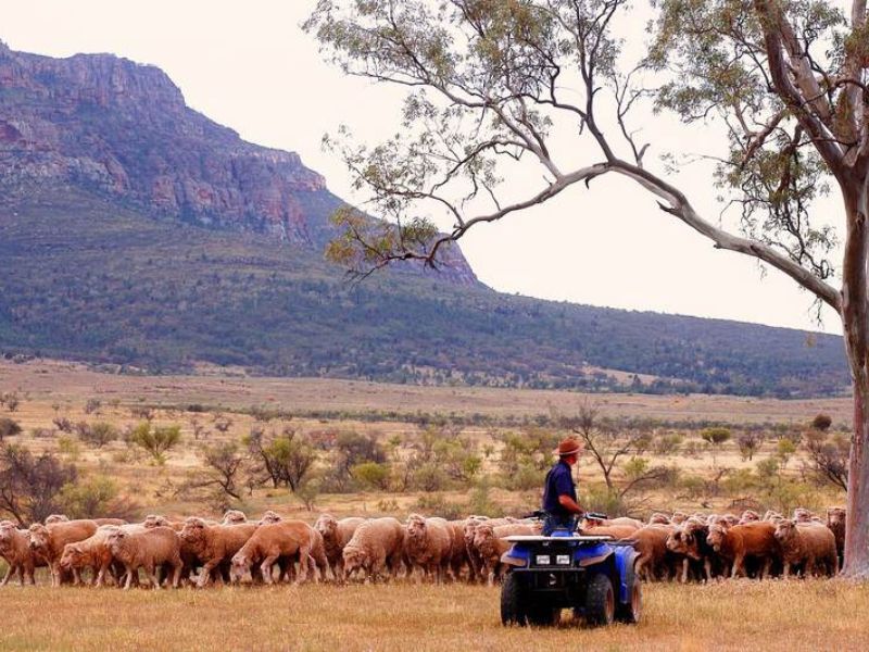 man met schapen in de natuur