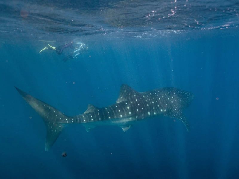 snorkellen met walvishaai Exmouth