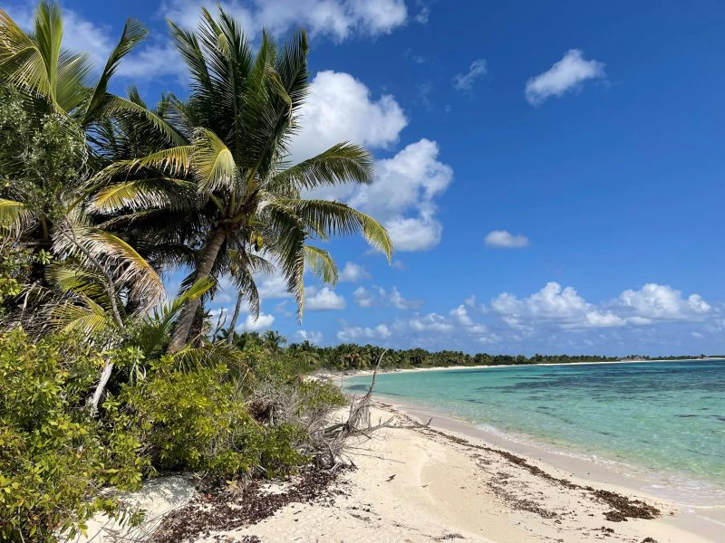 Cozumel punta sur palmen Mexico