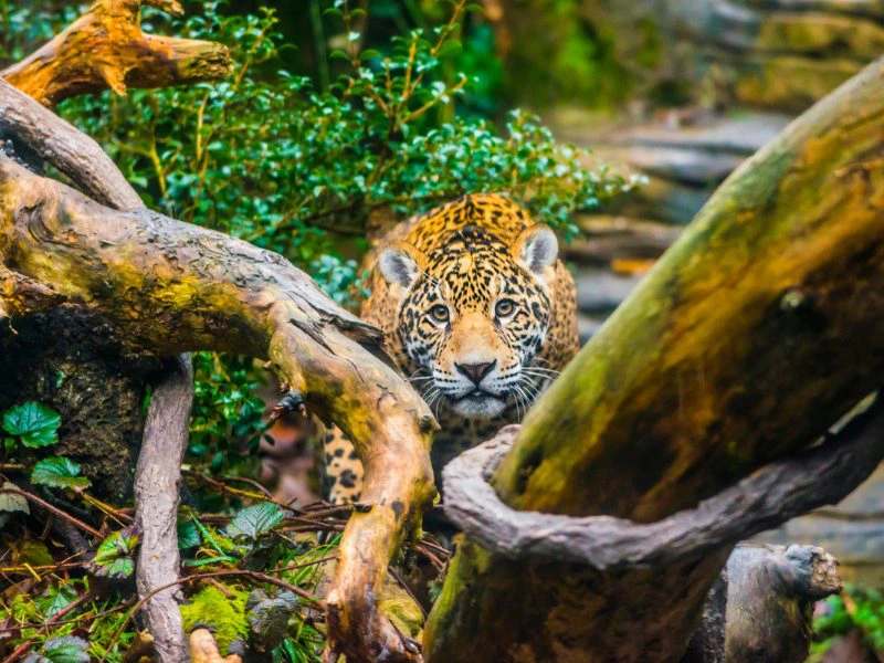 Belize Cockscomb Basin Jaguar Reservaat