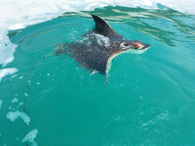 puerto angel mexico vis