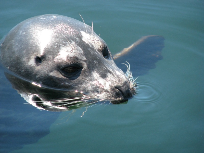 Canada - zeehond