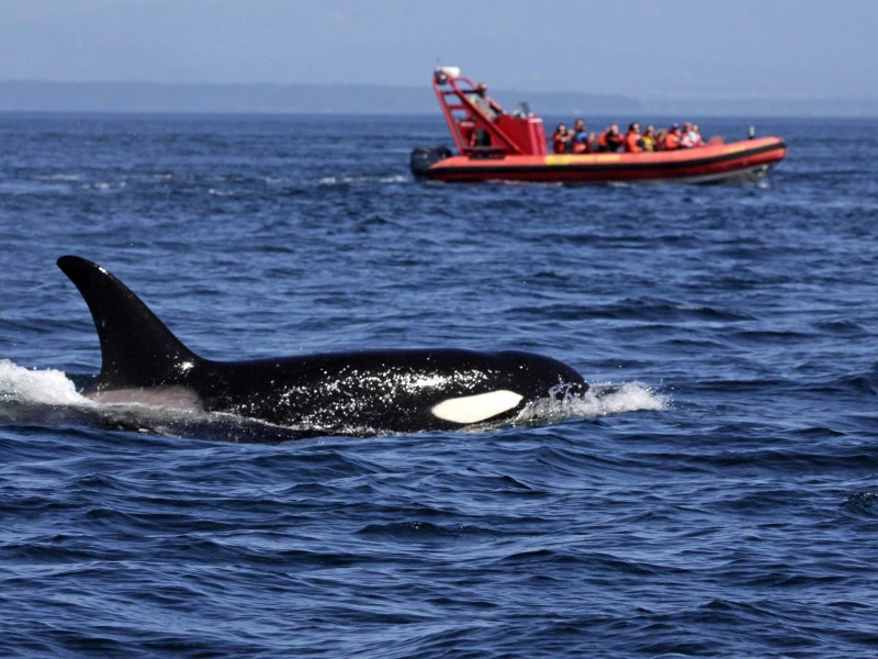 Orka tour in Canada