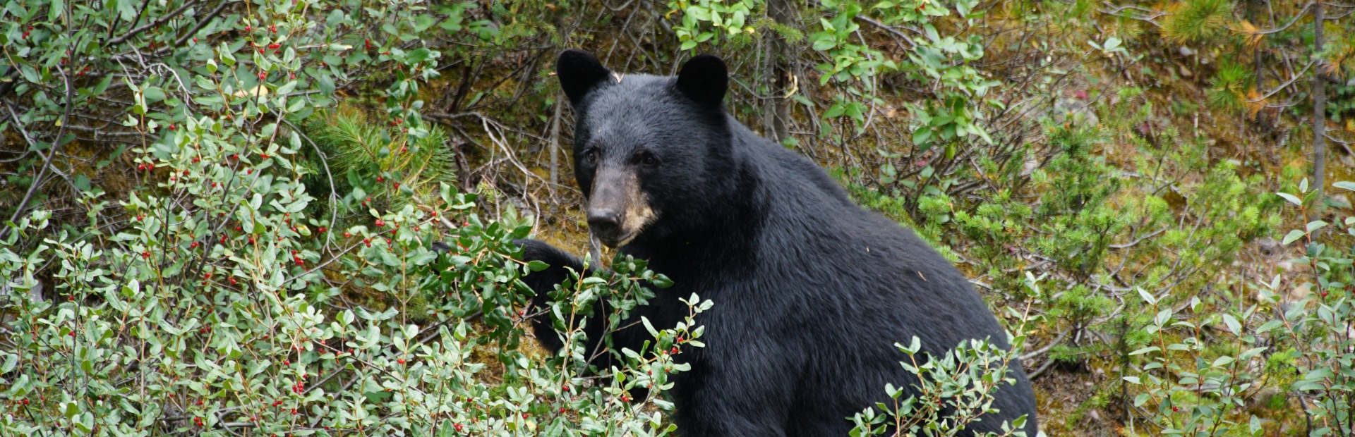 Kananaskis kamperen family
