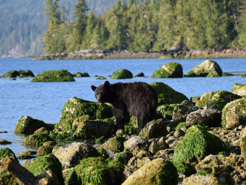 Ucluelet - Berenboot door walvisbaai