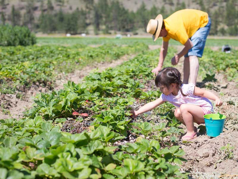 fruitplukken-canada-met-kinderen-6