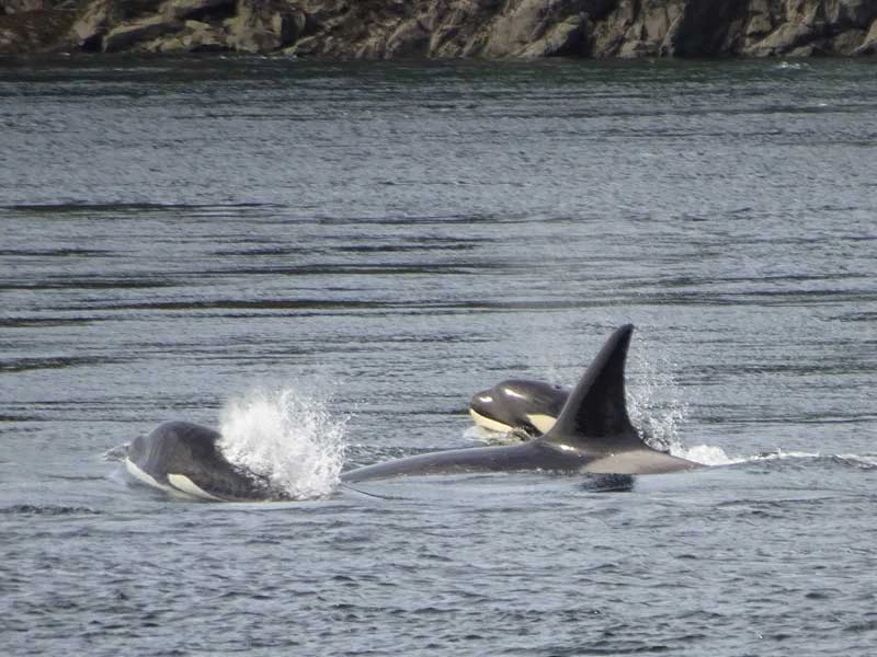 orka-vancouver