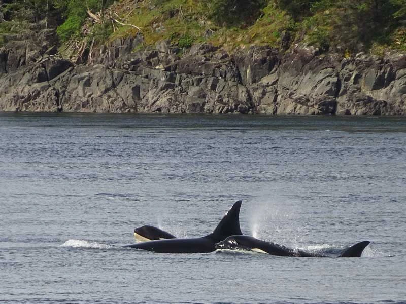 orka-vancouver