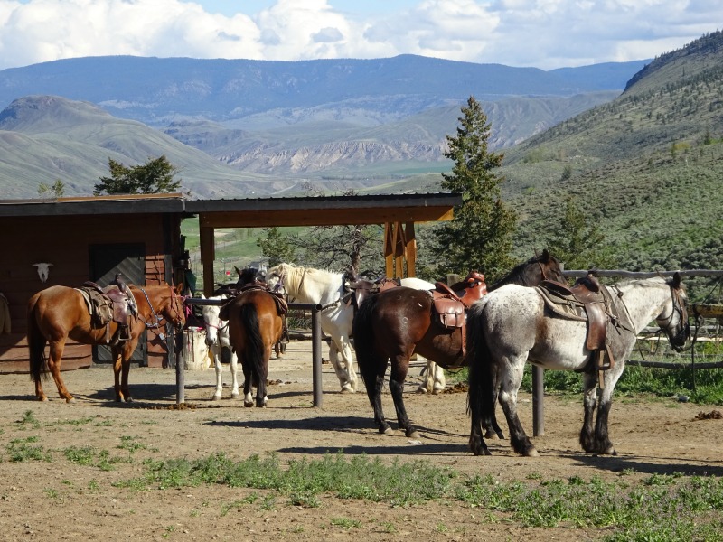 ranch paarden canada