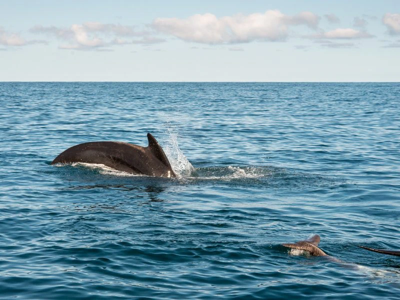 walvis canada