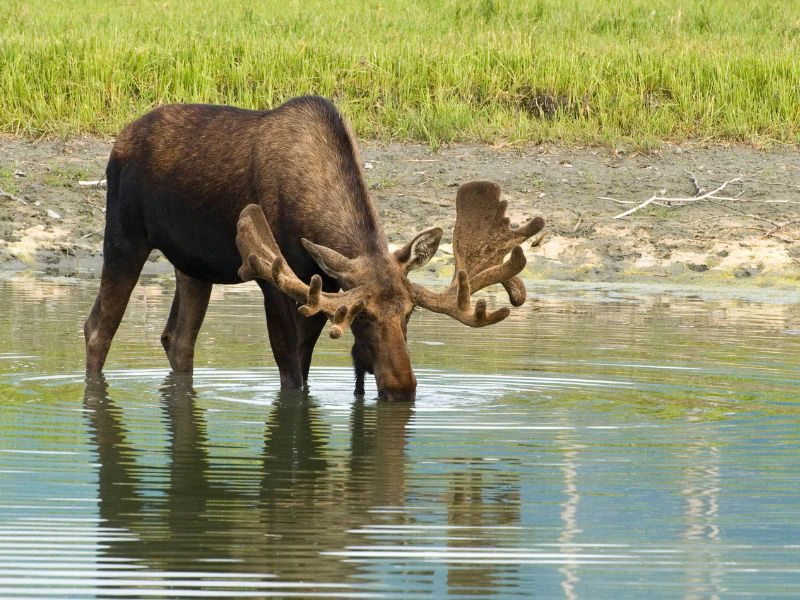 Eland Canada Jasper nationaal park