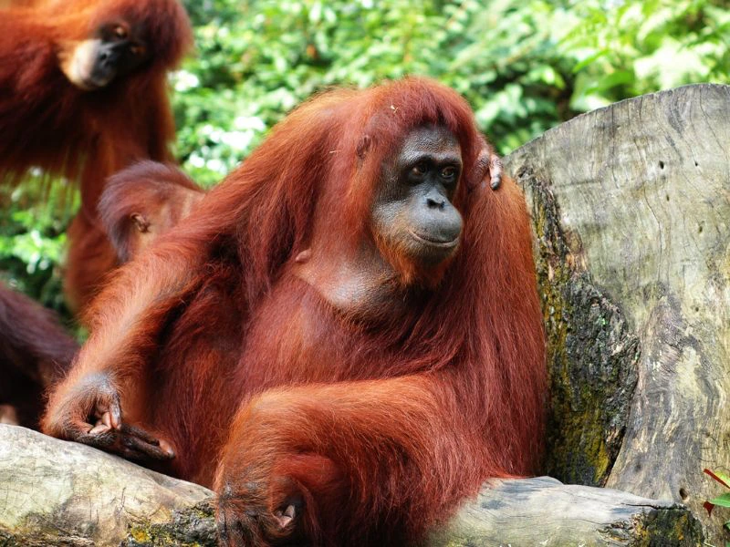 Orang Oetans op Sumatra Indonesië