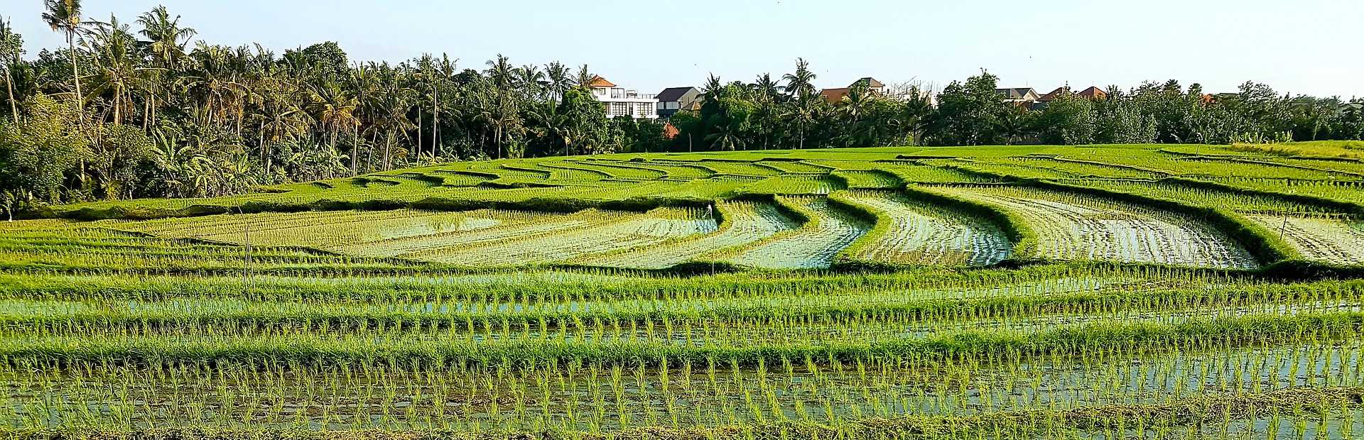 Rijstvelden bij Ubud op Bali