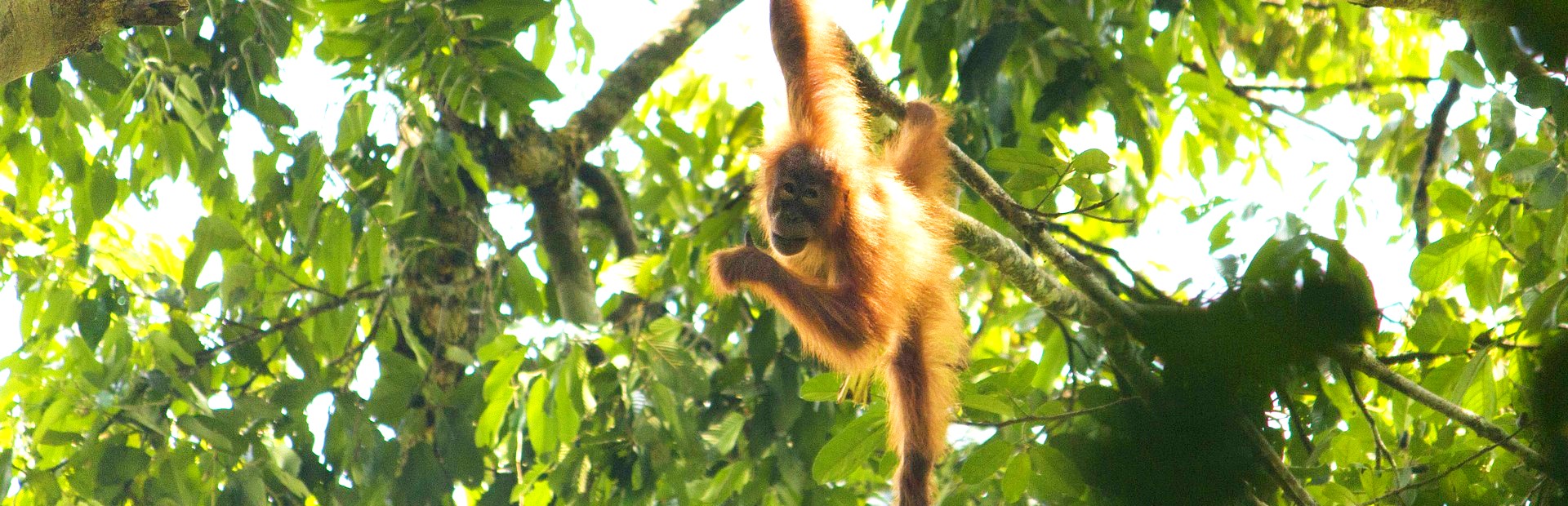 Orang oetans op Sumatra Indonesie
