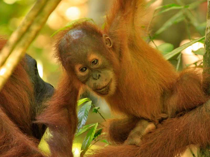 Orang oetans Sumatra - rondreis met kinderen Indonesië