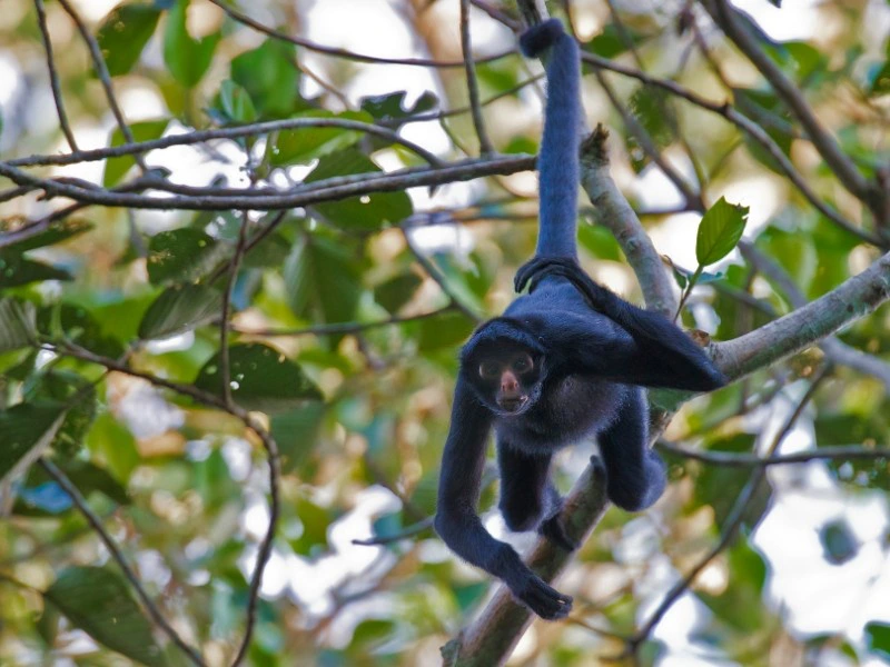 Apenbos in Tetebatu Lombok
