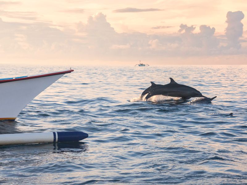 Dolfijnen bij Lovina