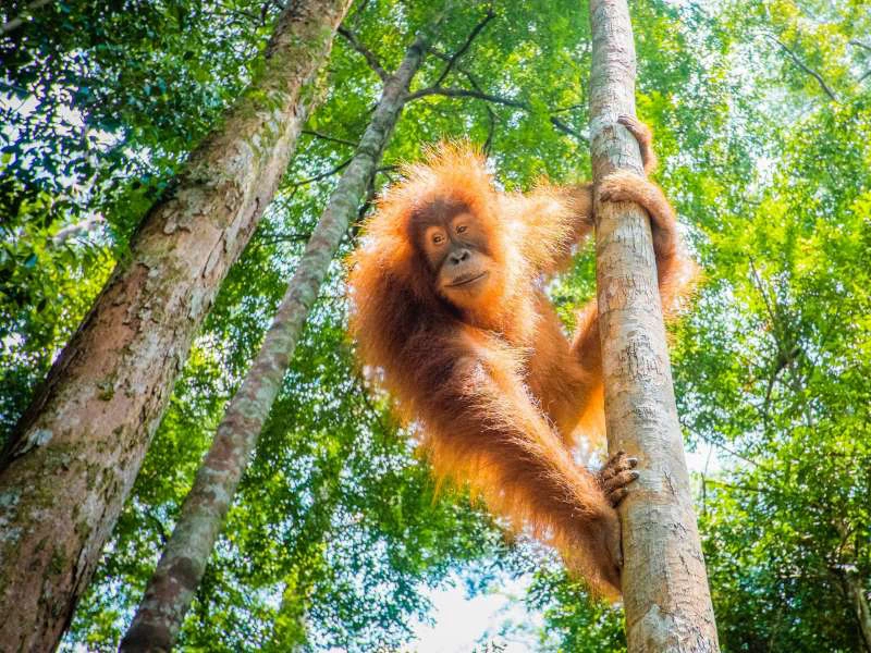 Orang Oetan in Sumatra