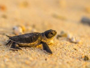 Schildpad