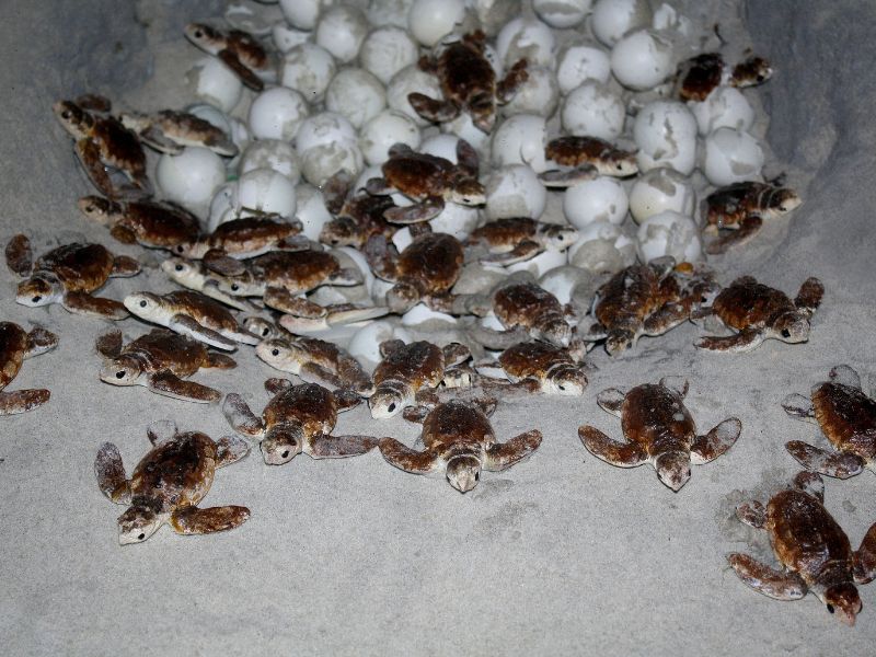 sukamade schildpadden