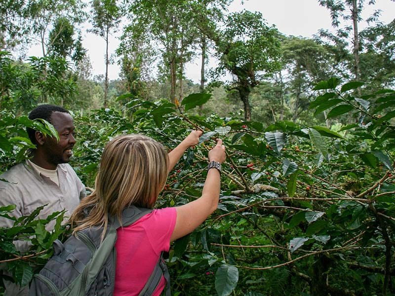 koffie plukken moshi